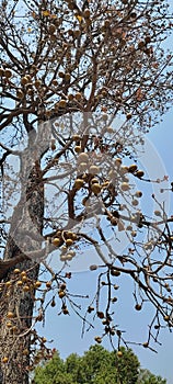 Fruits of Tendu Or Diospyros melanoxylon, theÃÂ Coromandel ebonyÃÂ orÃÂ East Indian ebony photo